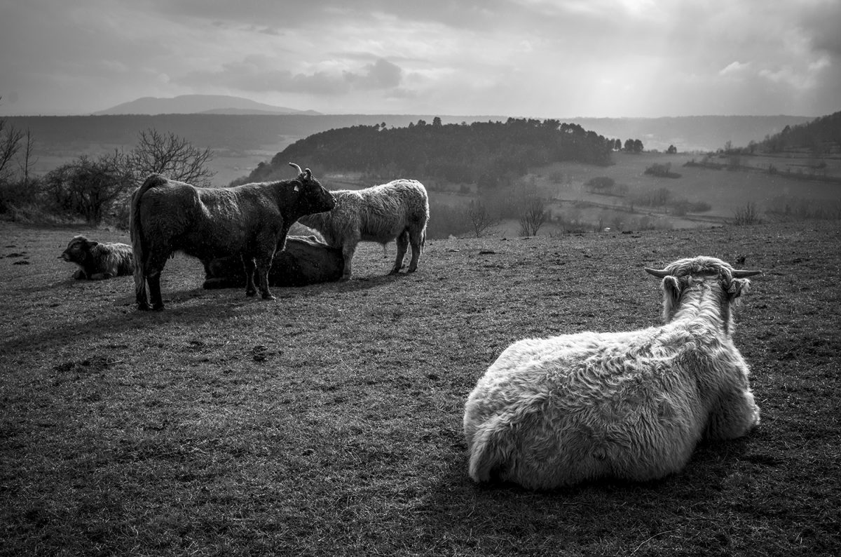 Vaches près de Gergovie, Auvergne, 7 mars 2021 Eric Cabanis photographe